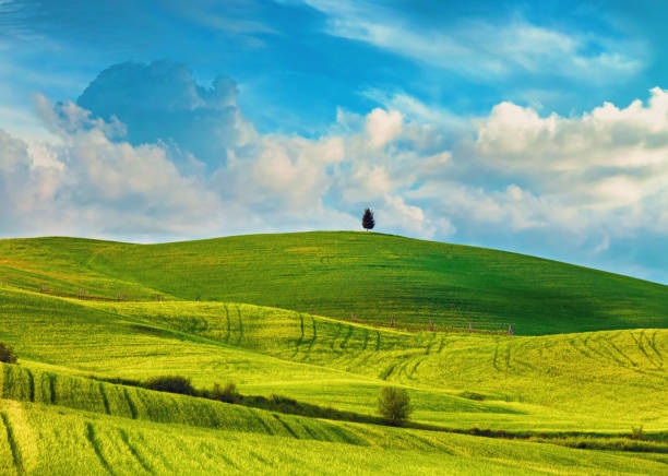 istock Lonely Tree on a hilltop In Tuscany 2069258010