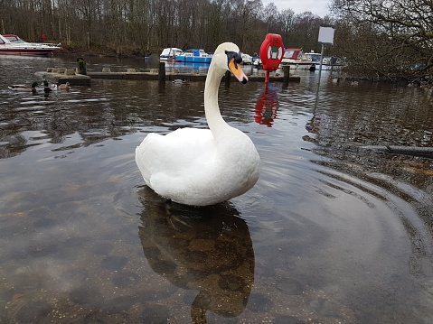 A mute swan is standing at the edge of a river, Balloch, Loch Lomond, Glasgow Scotland England