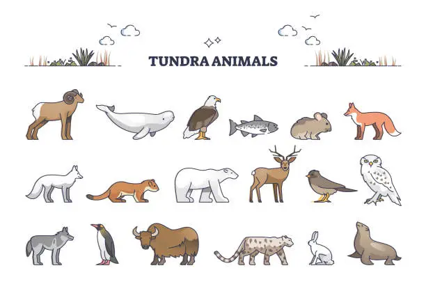 Vector illustration of Tundra animals collection with natural habitat creatures type outline set