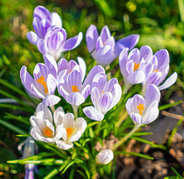 Close-up of purple crocus flowers on field