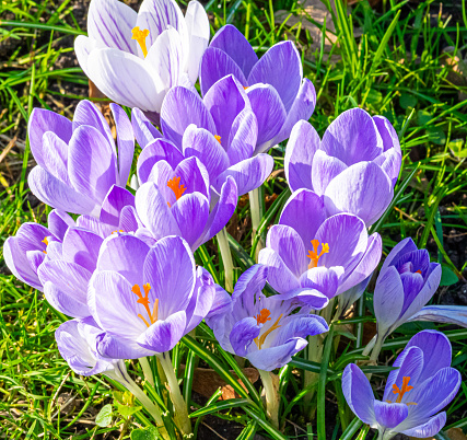 Close-up of purple crocus flowers on field