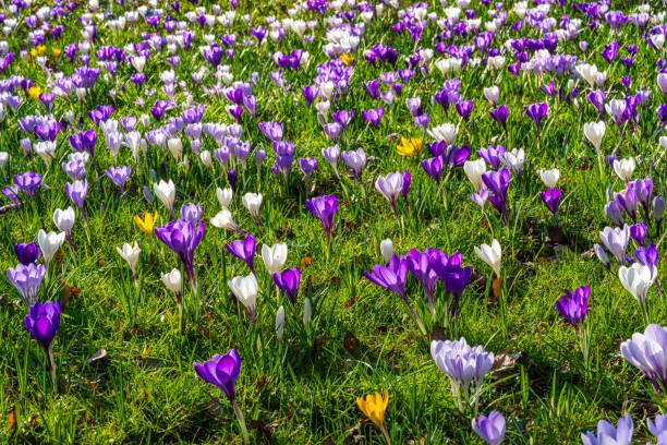 Blooming of Crocus flowers field