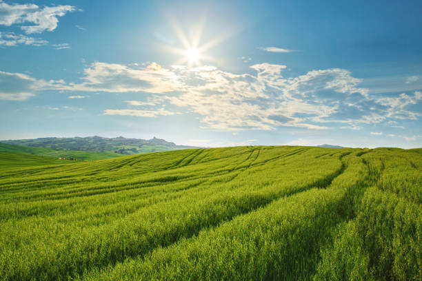 Scenic view of wheat fields in Val d'Orcia