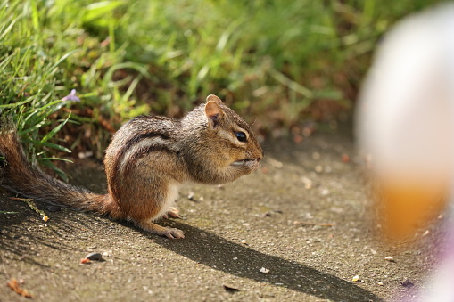 The eastern chipmunk  is a chipmunk species found in eastern North America