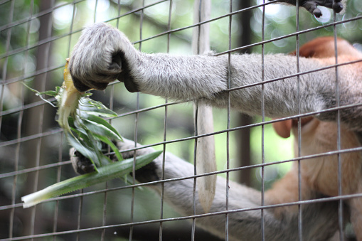 Proboscis monkey long nose with reddish hair, Proboscis monkey endemic to the island of Borneo, Indonesia