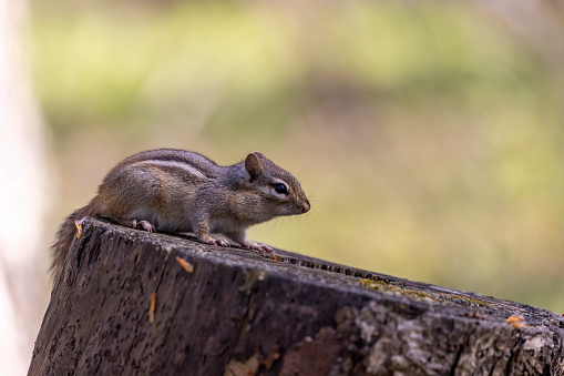 The eastern chipmunk  is a chipmunk species found in eastern North America