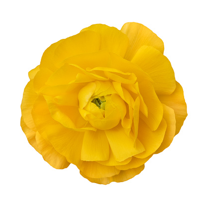 Rapeseed flower isolated on white background.