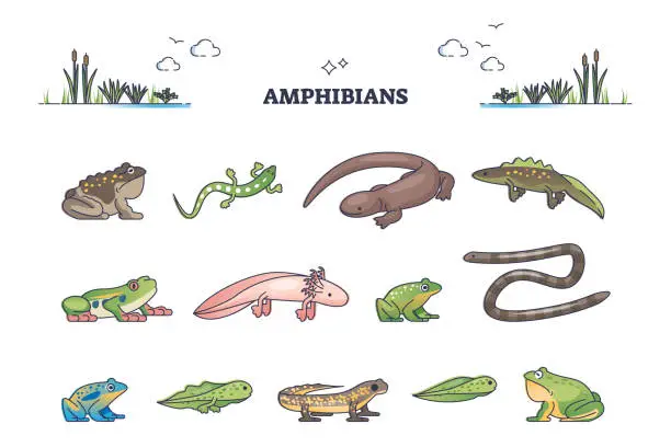 Vector illustration of Amphibians as water vertebrates for moist habitat outline collection set