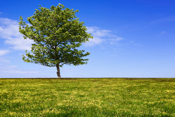 Green field with tree and cloudy sky