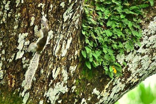A camouflaged variegated squirrel climbs a tree in Costa Rica.