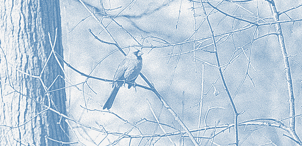 Male Cardinal bird perching on branch