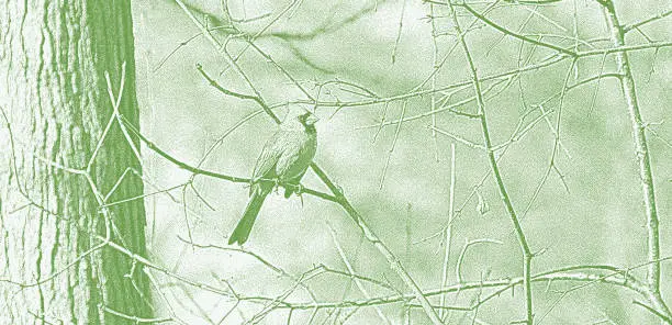 Vector illustration of Cardinal bird perching on branch