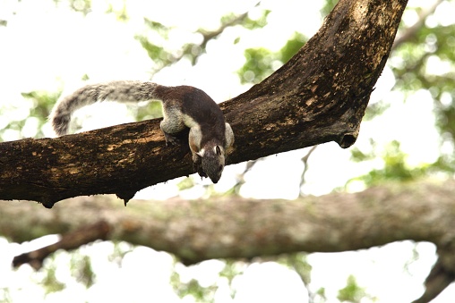 Andean squirrel in a palm tree on the beach of Palomino, Colombia, South America
