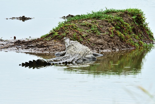 An American crocodile rests on a spit of land in a river in Costa Rica.