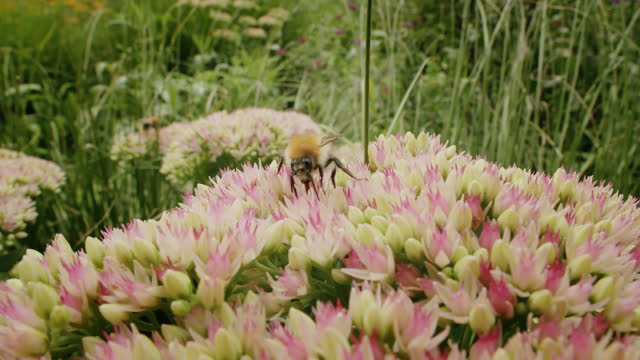Wide shot bee looking for nectar on stonecrop flower on sunny day in summer in park garden. Macro insect footage