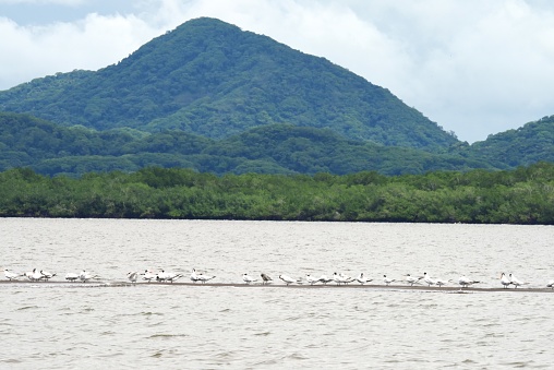 Dozens of terns line up on a sandbar in the Tempisque River in Costa Rica.