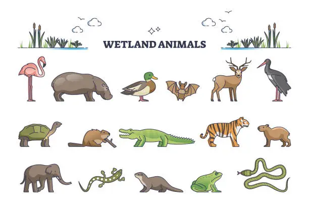 Vector illustration of Wetland animals collection with wet environment fauna species outline set