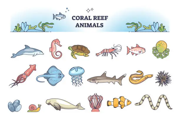 Vector illustration of Coral reef animals collection with underwater wildlife elements outline set