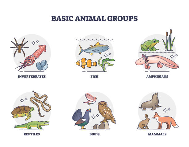 Basic animal groups and biological nature categories division outline diagram Basic animal groups and biological nature categories division outline diagram. Labeled educational zoology scheme with invertebrates, fish, amphibians, reptiles, birds and mammals vector illustration. taxonomy stock illustrations