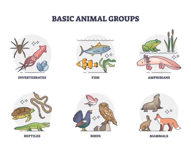 Vector illustration of Basic animal groups and biological nature categories division outline diagram