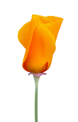 A vibrant orange golden poppy flower closed. Also knows as Eschscholzia californica.