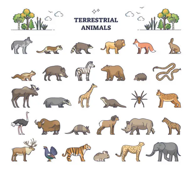 Vector illustration of Terrestrial animals group as living species on land outline collection set