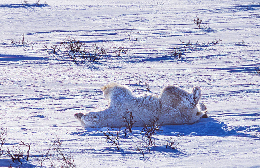 One wild polar bear (Ursus maritimus) rolling around on the frozen ice along the Hudson Bay, waiting for the bay to freeze over so it can begin the hunt for ringed seals.\n\nTaken in Churchill, Manitoba, Canada