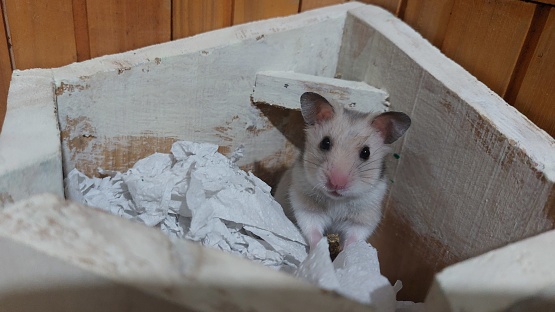 Hamster in a box of crumpled paper, close up