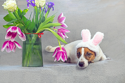 cute Jack Russell Terrier dressed with the ears of the Easter Bunny Bonnie lies near a vase with a bouquet of tulips, roses and irises. Easter