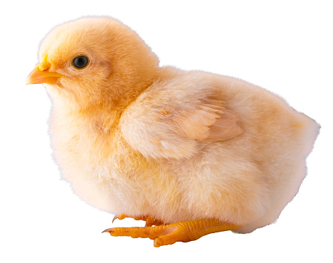 Buff Orpington chicken chick that is you and sitting down isolated in a studio shot.