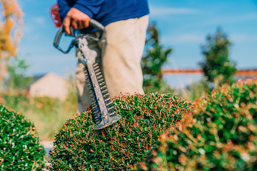 Low Angle View of a Hispanic Man Using a Hedge Trimmer on Small Bushes at a Park