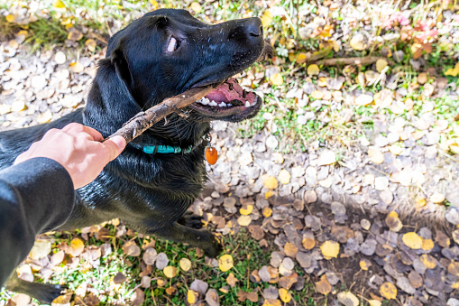 Cute Black Lab Carrying a Stick while on a Hike with Caucasian Man
