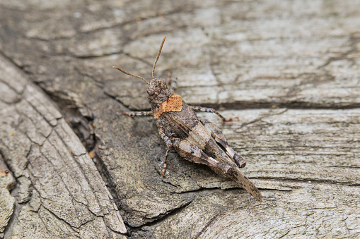 One adult Blue-winged Grasshopper (Oedipoda caerulescens) sitting on a old wooden board