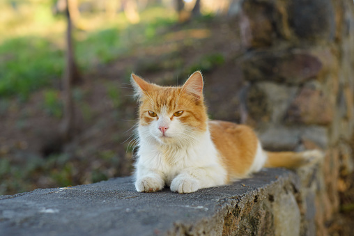 Yellow and white cat lying on a stone fence. Portrait of cat outdoors.