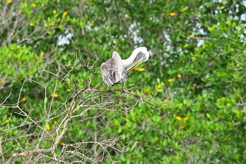 A brown pelican  perches atop a tree in a mangrove in Costa Rica.