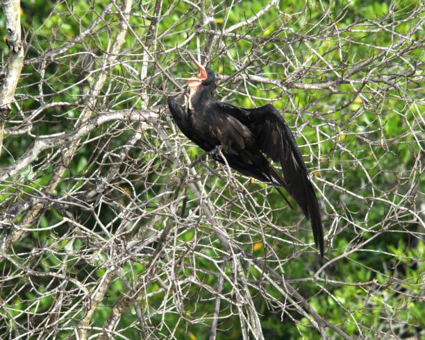 istock Magnificent Frigatebird 2069437119
