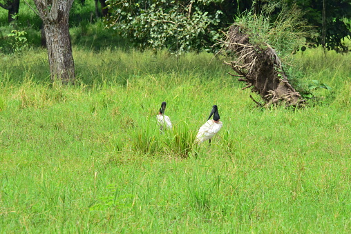 Two jabiru storks walk through a field while feeding in Costa Rica.