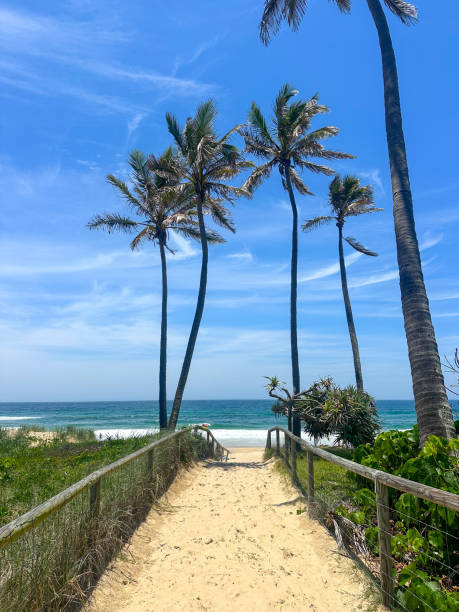 istock White sandy walk way down to the beach.  Tall palm trees either side of the path.  Blue ocean and blue skies in the distance. Gold Coast Queensland Australia 2069448567