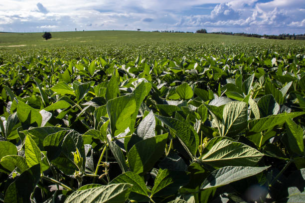 istock Rural landscape with fresh green soy field. Soybean field 2069457399
