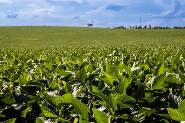 Agriculture in Midwest USA Produce SOYBEAN Plants as part of Photo Series Involving Soybeans Crop, Tomatoes, Corn Field, Watermelon, Cantaloupes, Squash, Jalapeño Pepper and Cucumbers