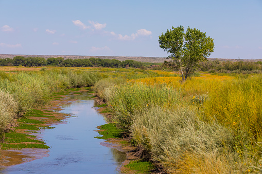A little stream in beautiful late summer Bosque Del Apache in New Mexico