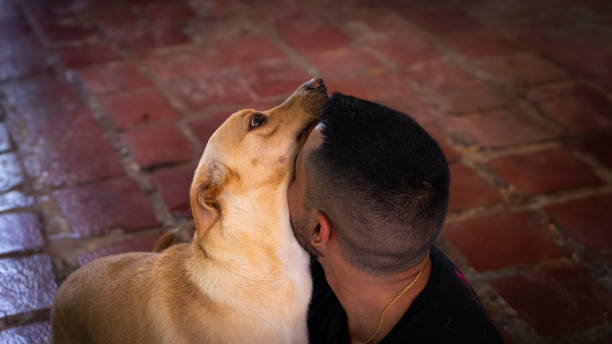 close-up view of grey dog licking the male owner's face against sky and water background