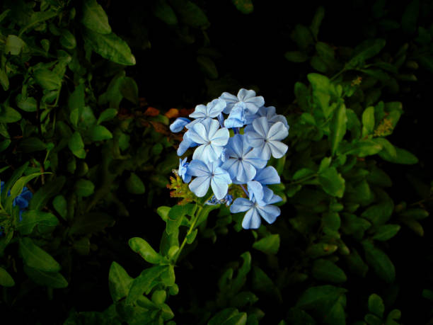 Flowers like lilac growing in their natural state