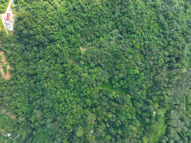 istock Aerial view Drone camera top view rainforest trees ecology with healthy environment concept and summer background 2069541508