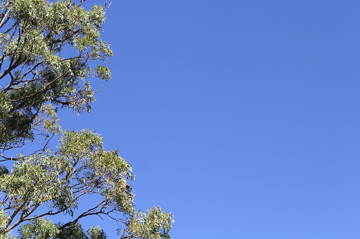 Green leaves and branches on a eucalyptus tree against a clear blue sky