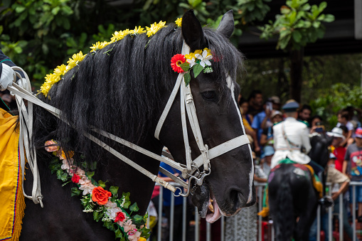 decorated black horse at flower fair Medellin, Colombia