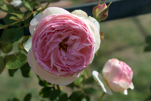 Pink rose surrounded by green, lush garden bushes.