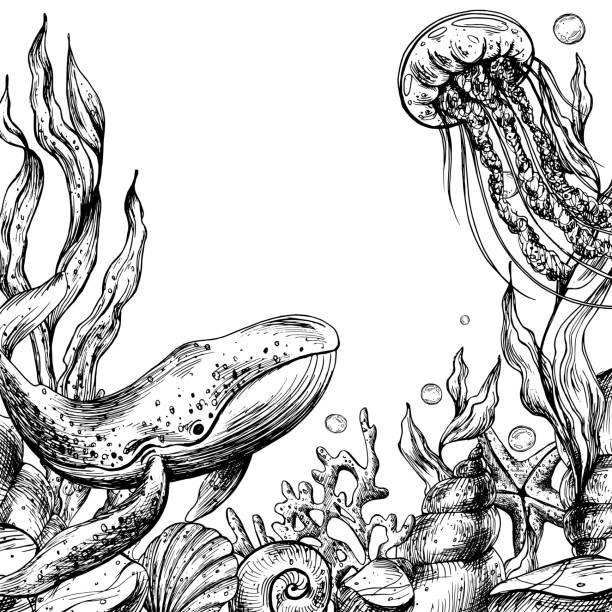 ilustrações de stock, clip art, desenhos animados e ícones de underwater world clipart with sea animals whale, jellyfish, shells, coral and algae. graphic illustration hand drawn in black ink. template, frame eps vector. - etching starfish engraving engraved image