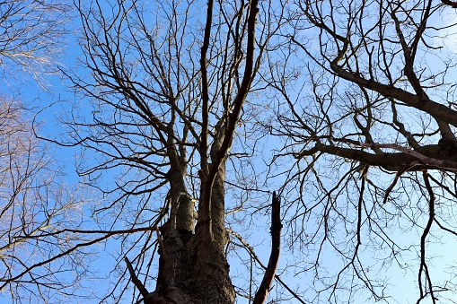 A view under the bare tree with a blue sky background.
