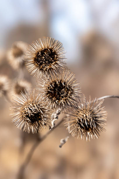 istock Closeup of burrs in a field 2069633707